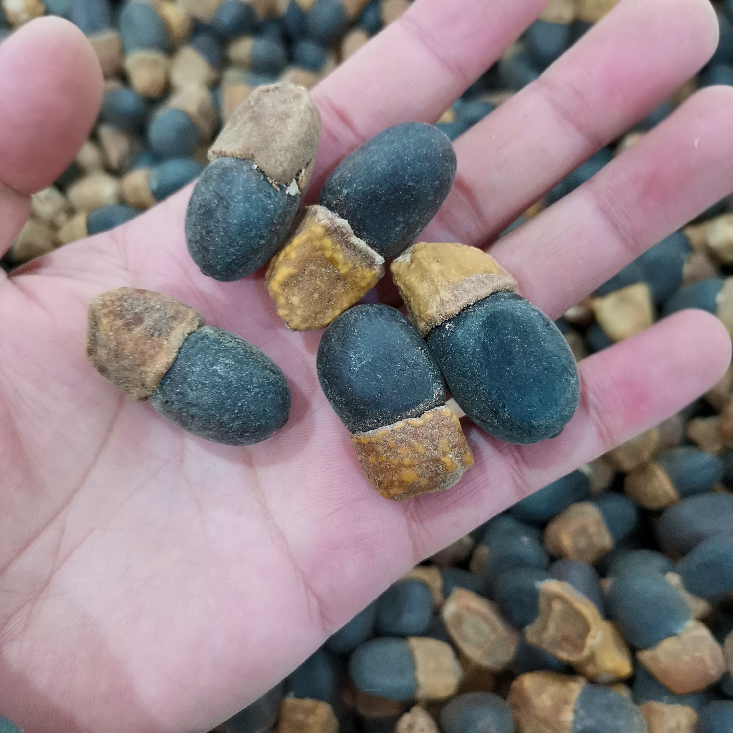 菩提种子可做手链手串