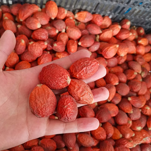 铁树种子也叫凤凰蛋