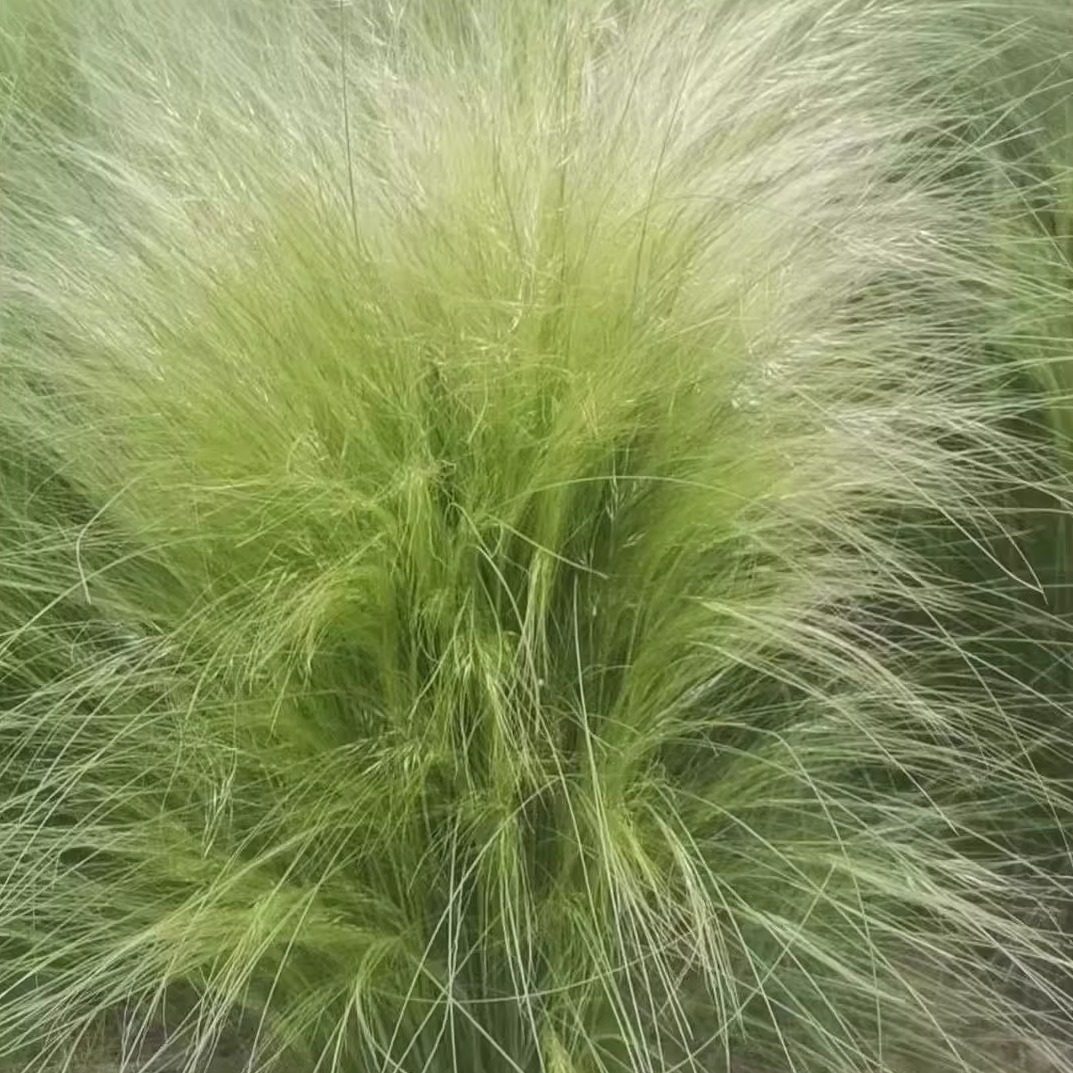 细茎针芒种子也叫墨西哥羽毛草、细茎针茅，利坚草羽毛草5