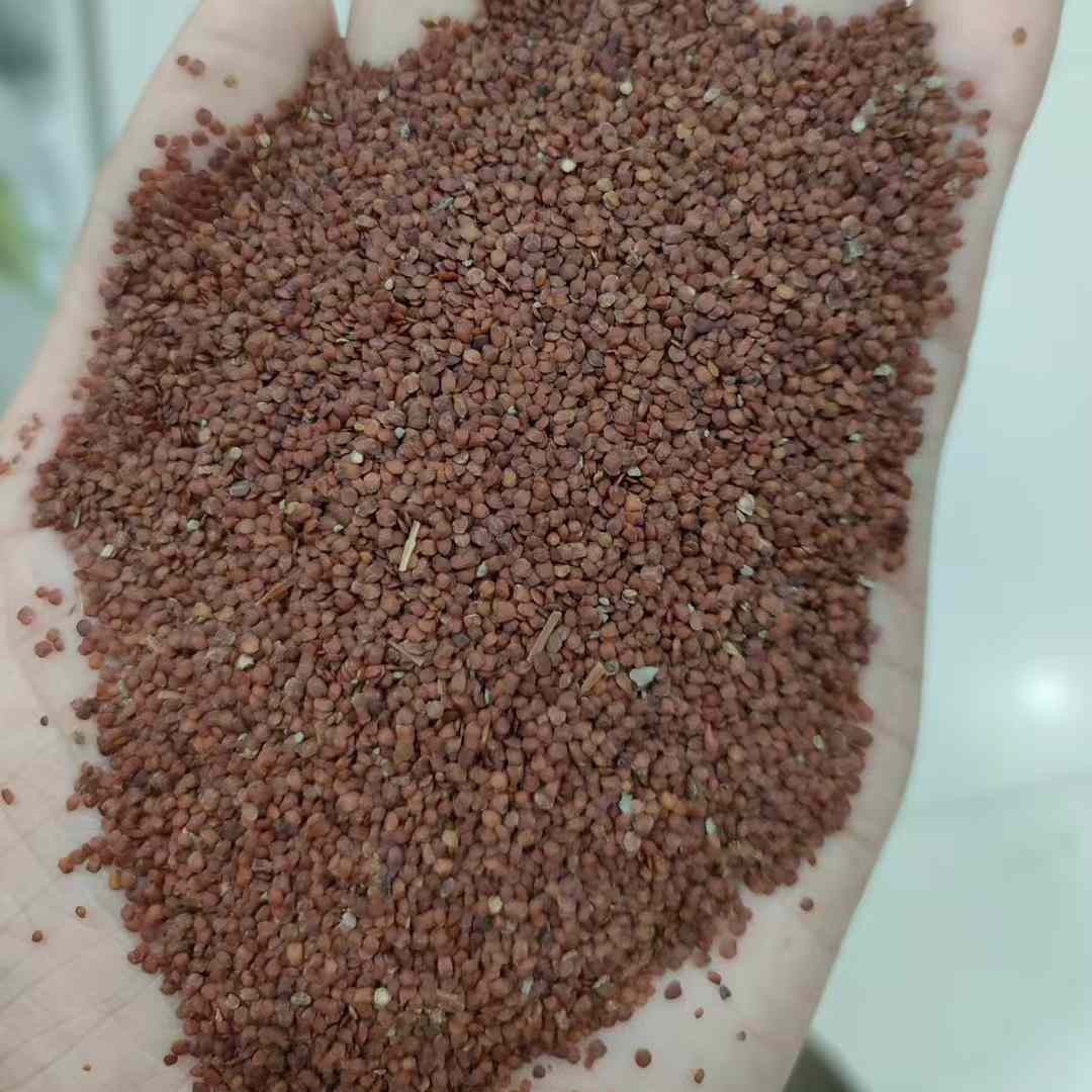 大对叶水草种子
