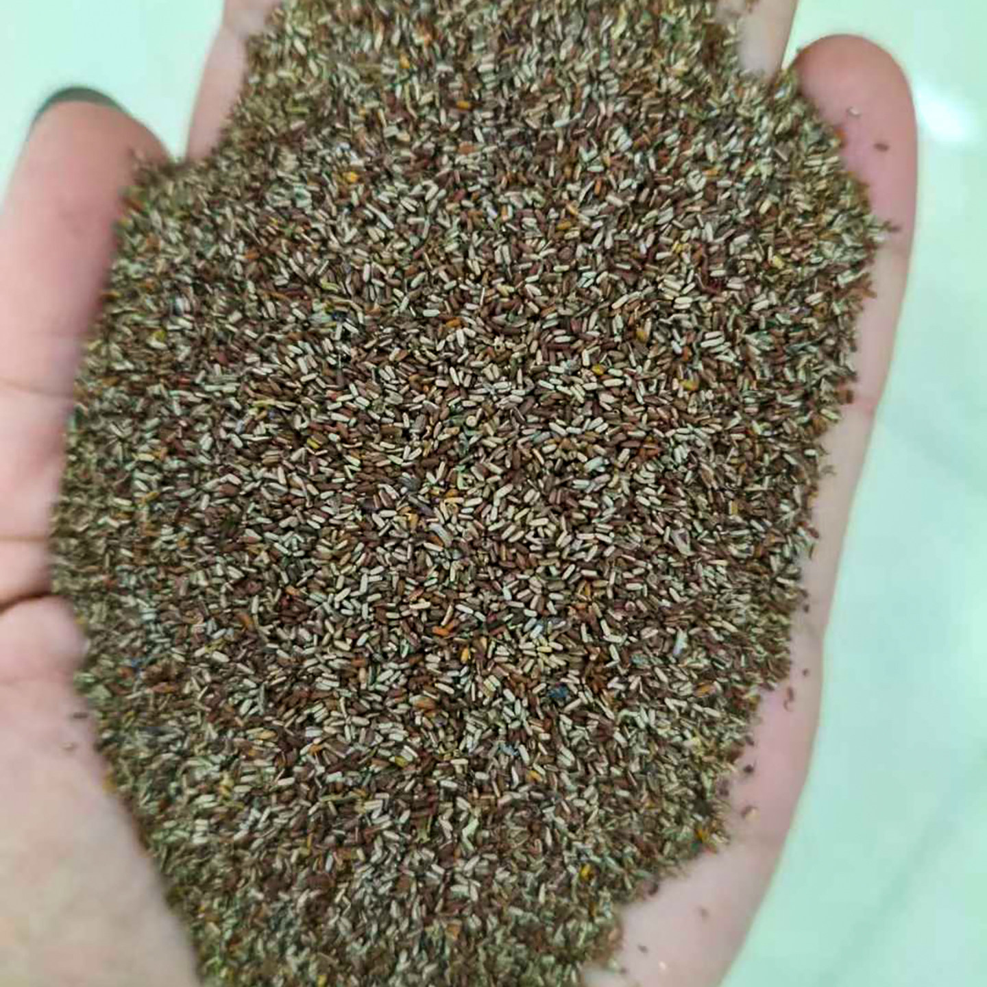 马鞭草种子