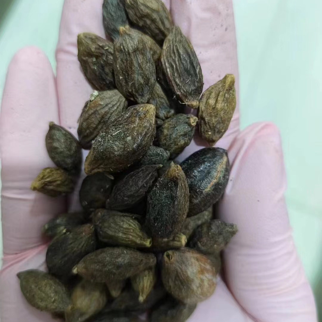 小叶榄仁种子林木种籽四季多年生景观树树苗种孑树种子4