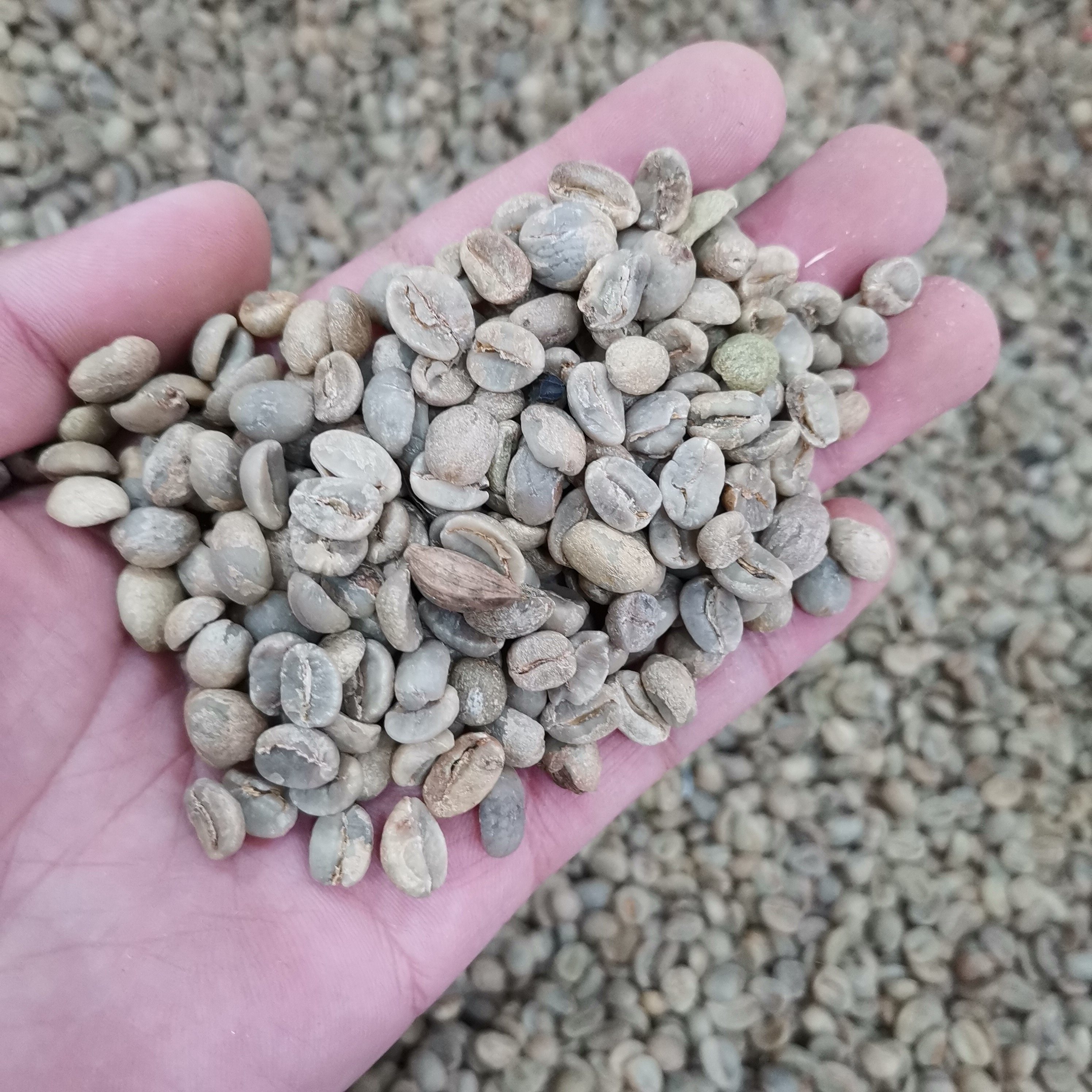 咖啡豆种子优质咖啡豆果树植物阳台庭院盆栽种植咖啡树种籽树4