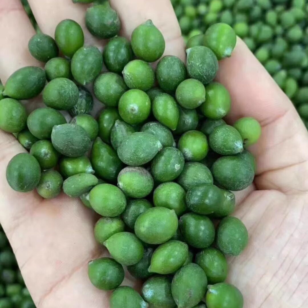 冷藏珍珠雀舌罗汉松种籽