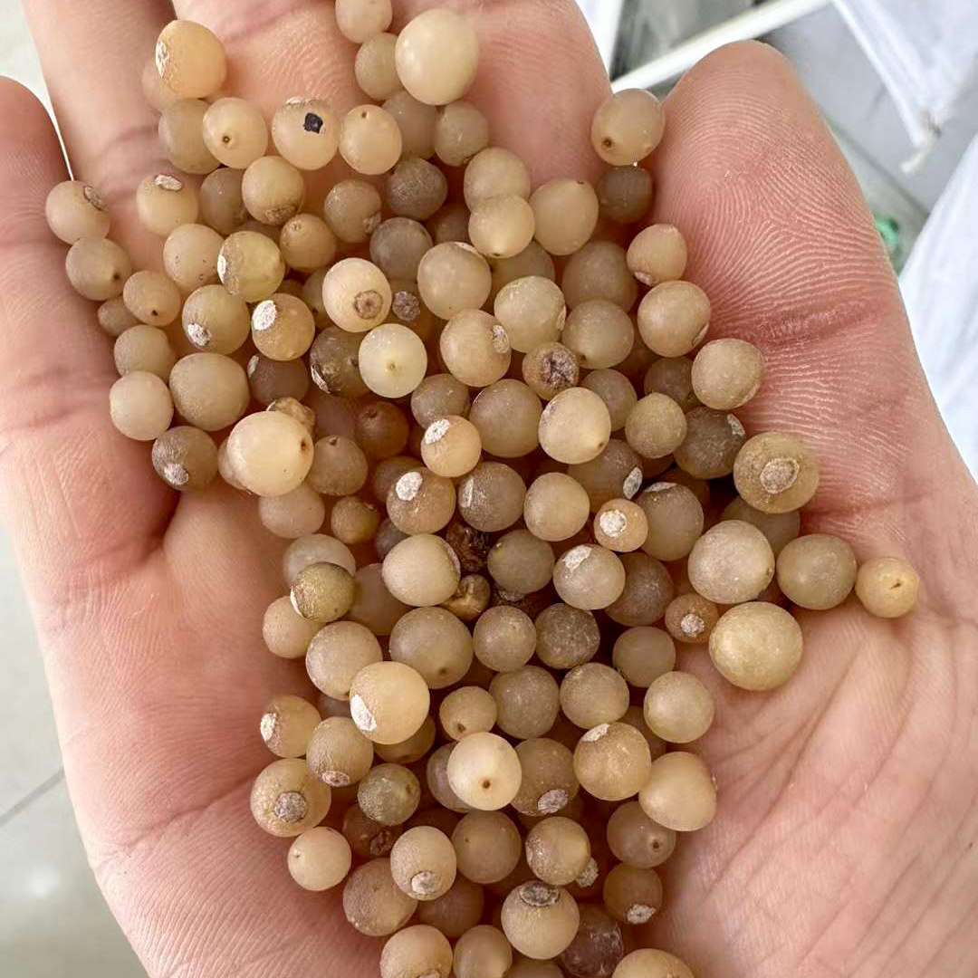 兰花三七种子3