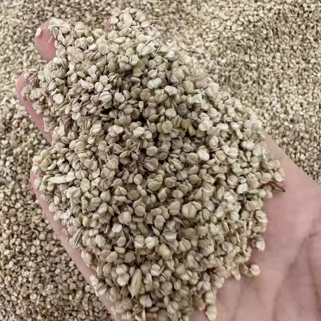 棒棒草种子耐寒水草冬季饲料养鱼养虾牧草1
