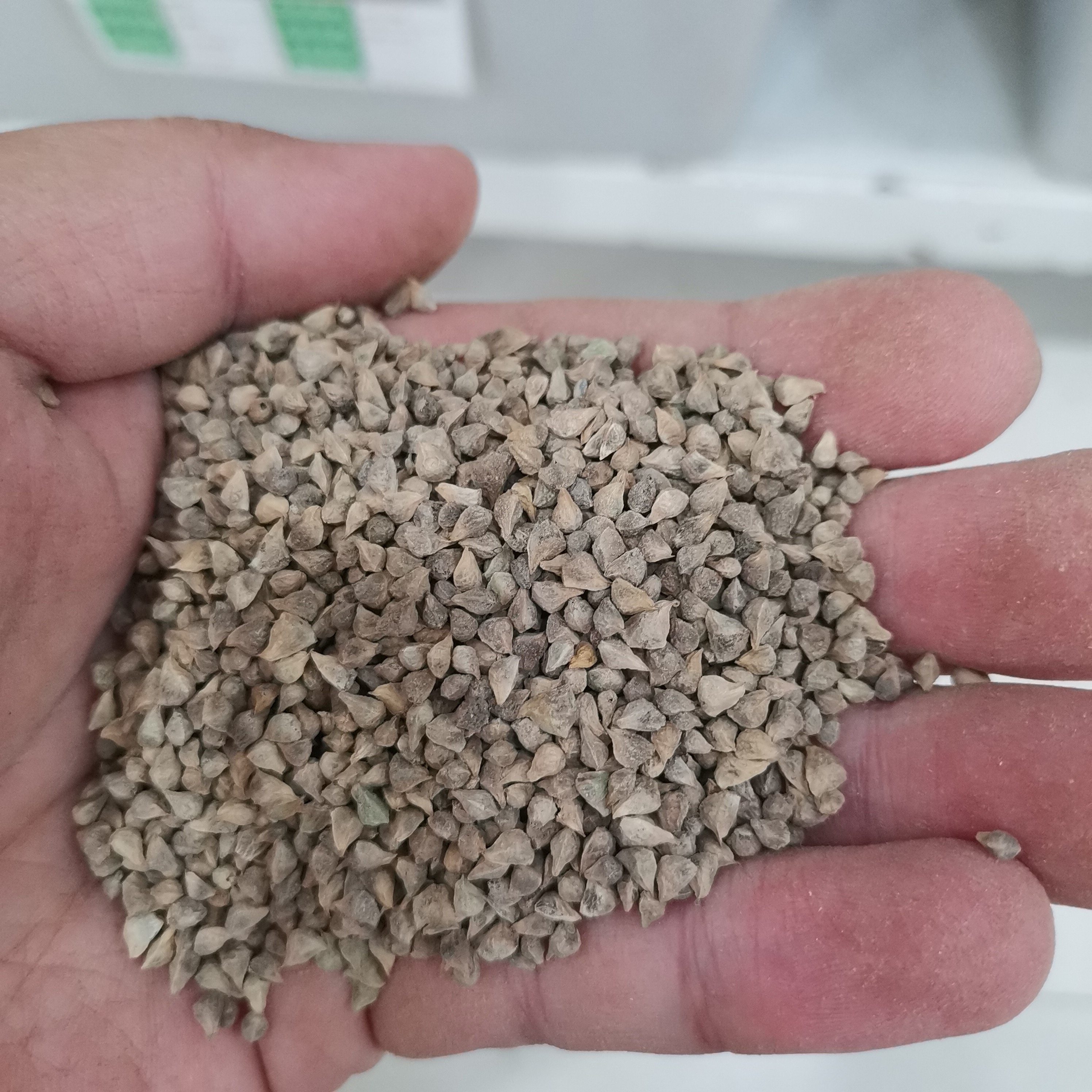 福寿花种子观花种籽四季多年生庭院观叶种孑花种35