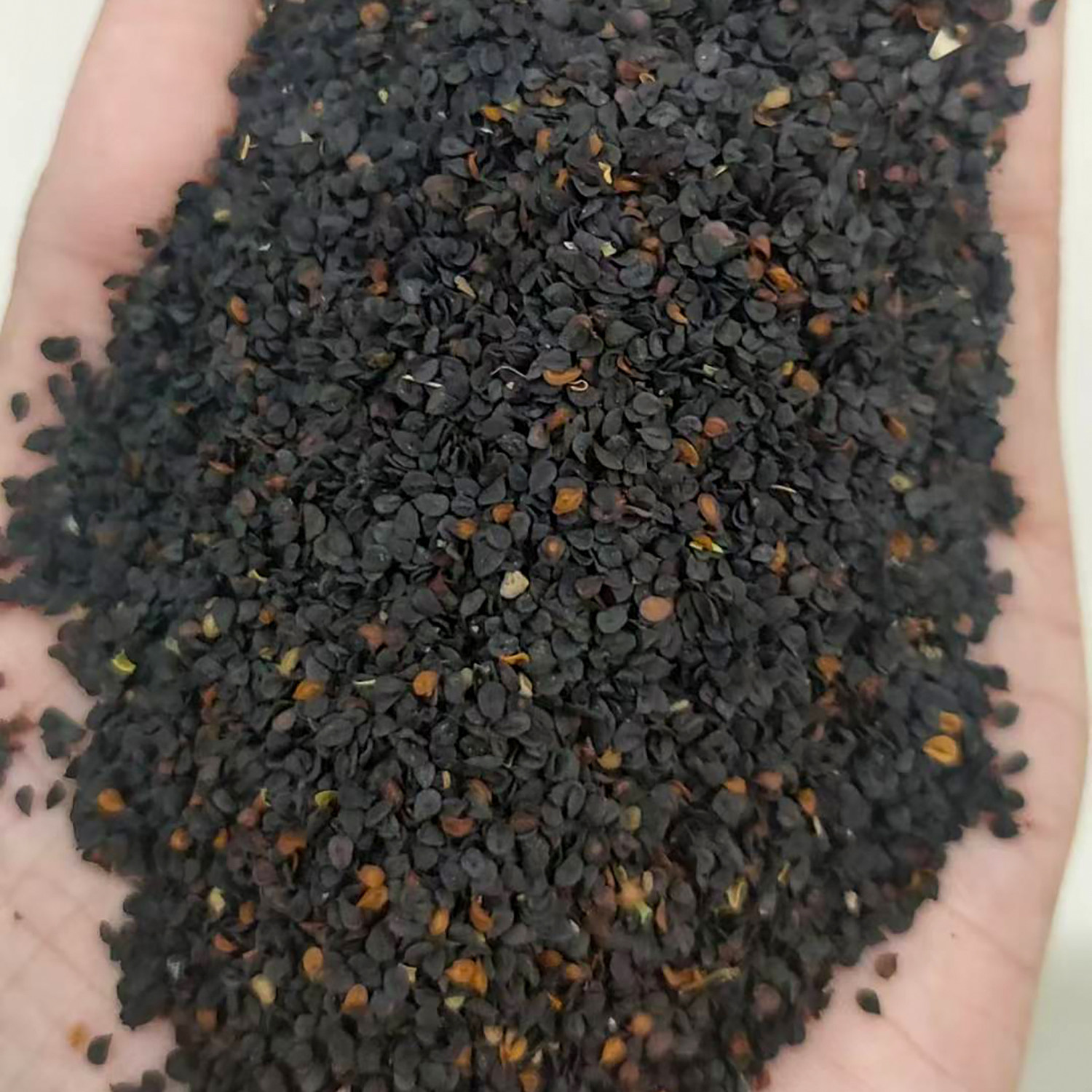 美国石竹种子5