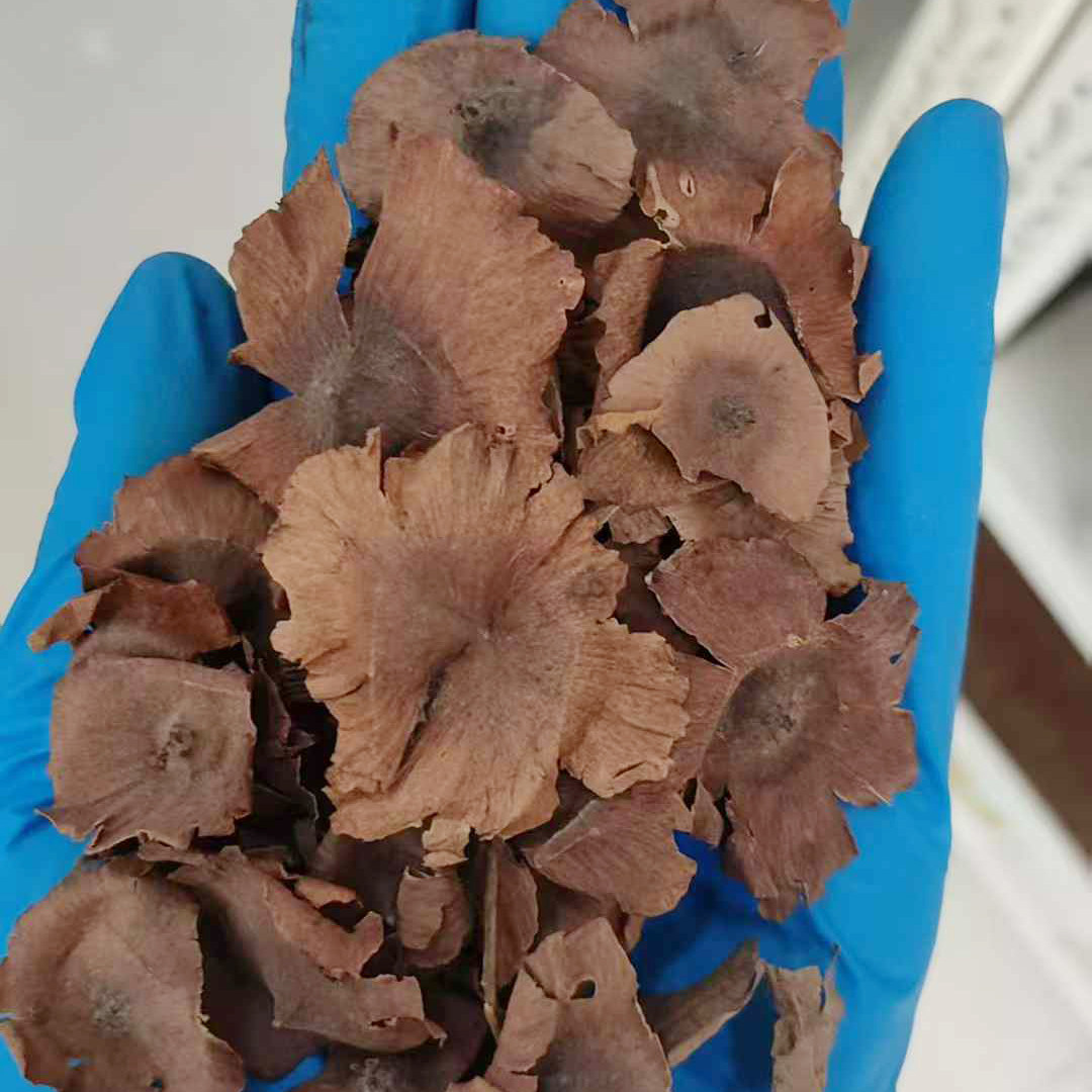 青钱柳种子四季中药材用