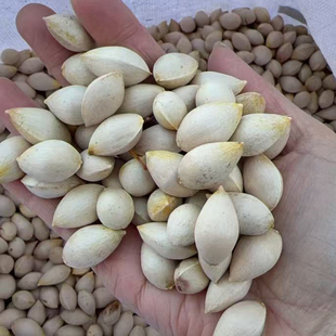 银杏种子也叫白果、公孙树