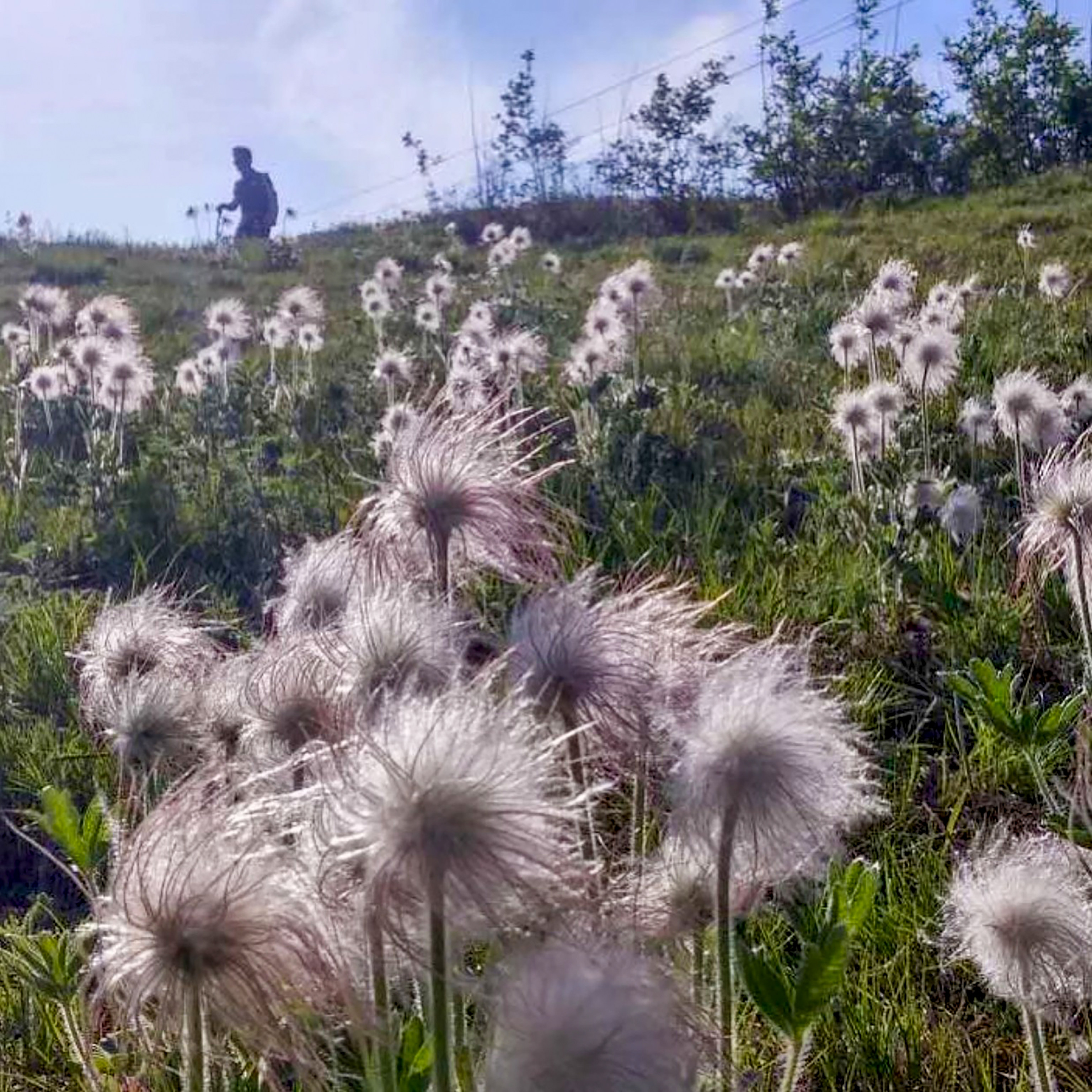 白头翁种子也叫将军草、毫笔花、老冠花