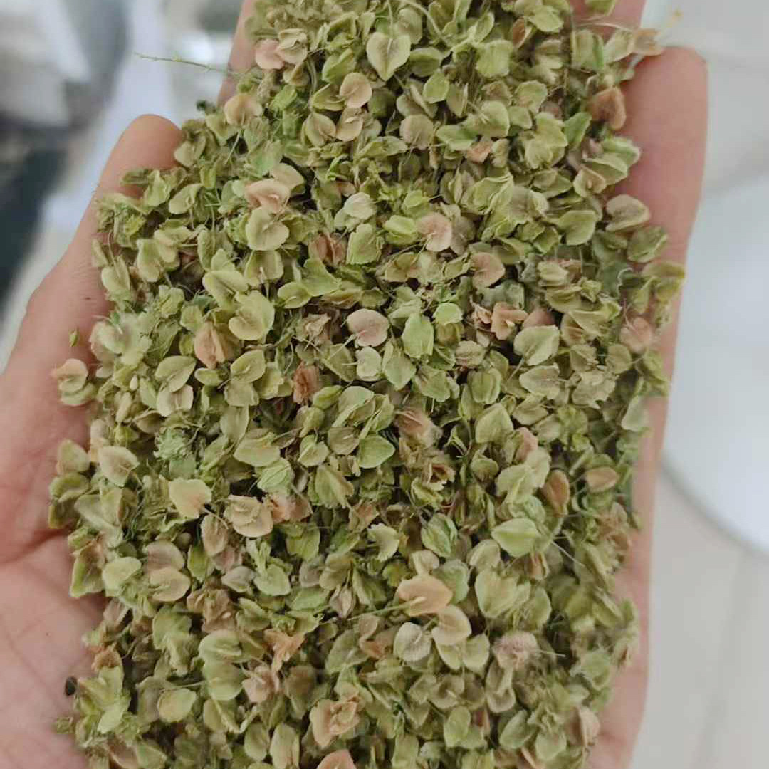 大黄种子3