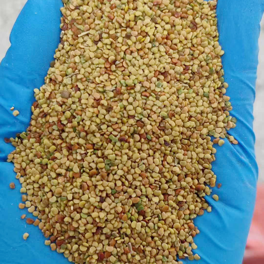 金钱草种子3