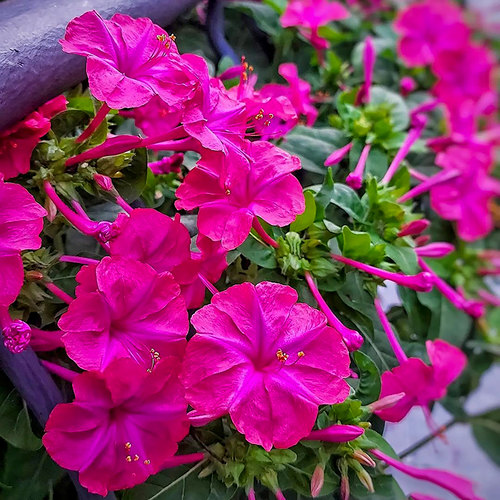 紫茉莉种子