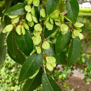 小叶榔榆盆景苗种籽附石米叶榔榆小苗用种子树种子4