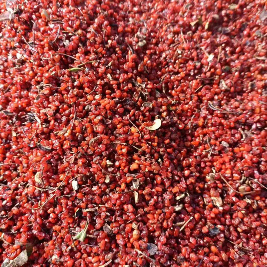 海桐种子绿化行道树种籽籽4