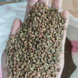 黄栌种子25年新货也叫红叶、灰毛黄栌、烟树4