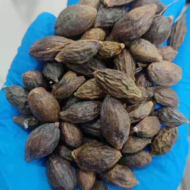 小叶榄仁种子种籽树种孑树种子4