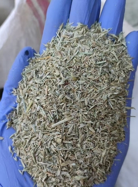 牛筋草种子喂鱼草Eleusine indica (L.) Gaertn.护坡固土种籽籽1