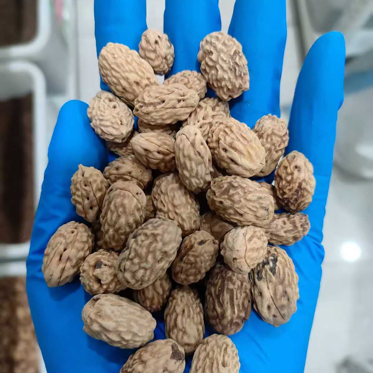 青枣种子也叫滇刺枣酸枣缅枣毛叶枣牛奶枣台湾奶油枣种籽树种子4