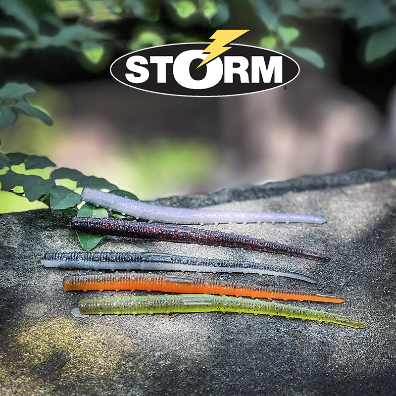 STORM世尊五目直尾面条虫