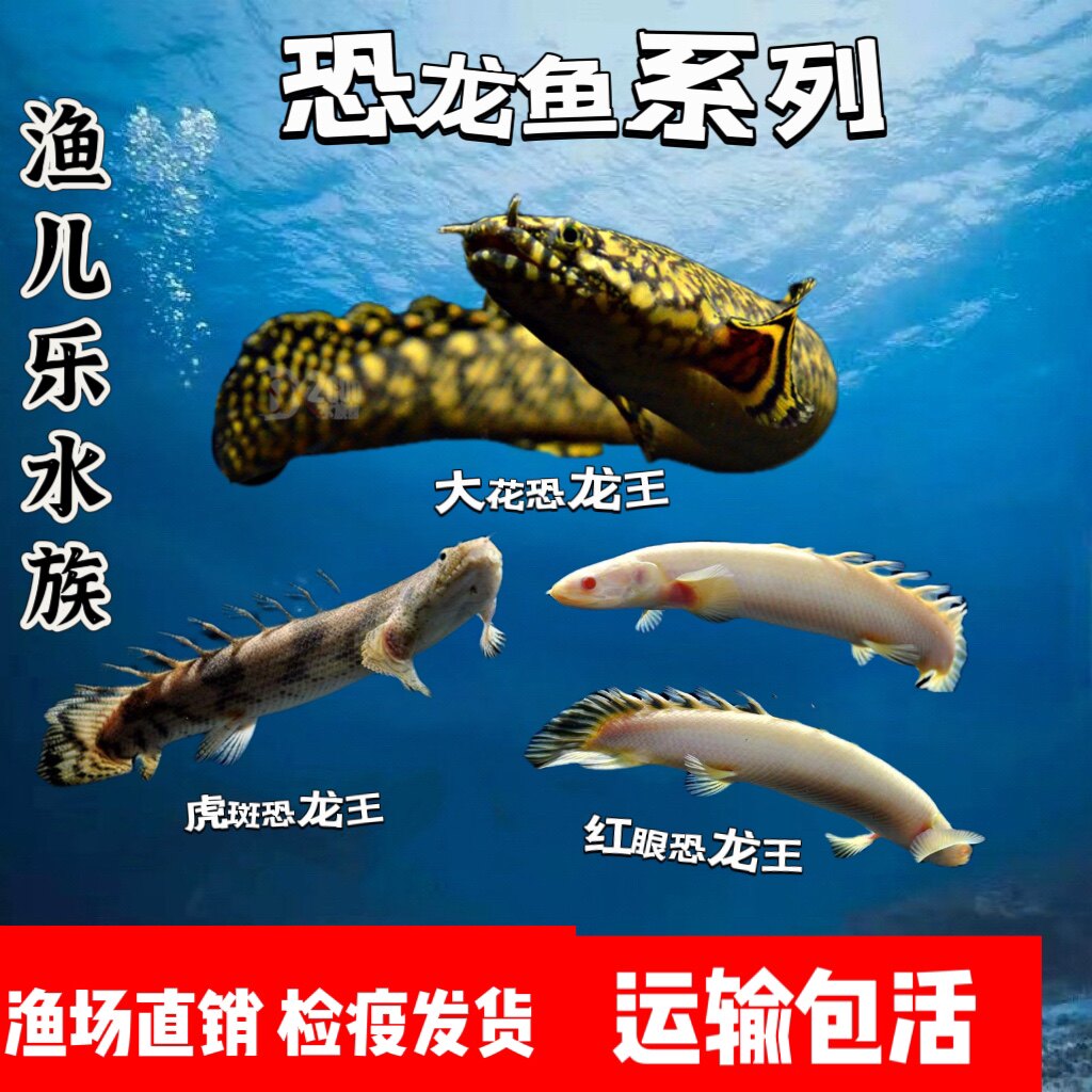 恐龙鱼活体虎斑恐龙王大花恐龙王鱼