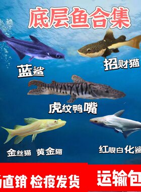 鲨鱼观赏蓝鲨 白化鲨鱼招财猫鱼红尾猫狗仔虎纹鸭嘴鱼黄金招财猫