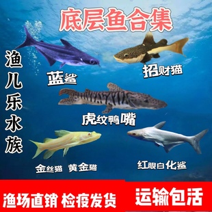 鲨鱼观赏蓝鲨 白化鲨鱼招财猫鱼红尾猫狗仔虎纹鸭嘴鱼黄金招财猫