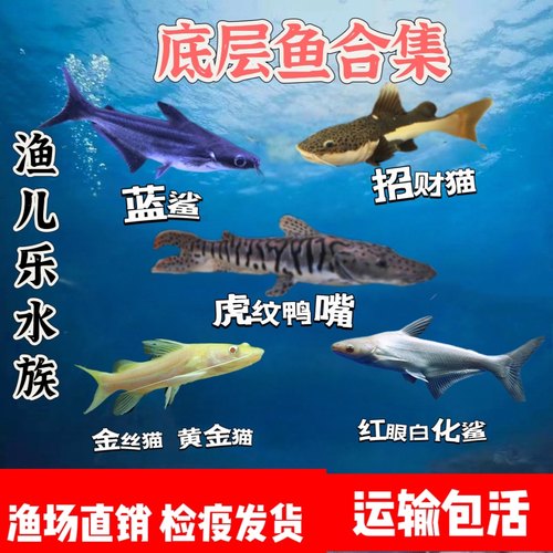 鲨鱼观赏蓝鲨 白化鲨鱼招财猫鱼红尾猫狗仔虎纹鸭嘴鱼黄金招财猫