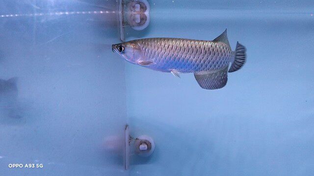 澳洲星点金龙鱼活体金龙红龙新手练手龙鱼大型淡水热带观赏鱼包邮