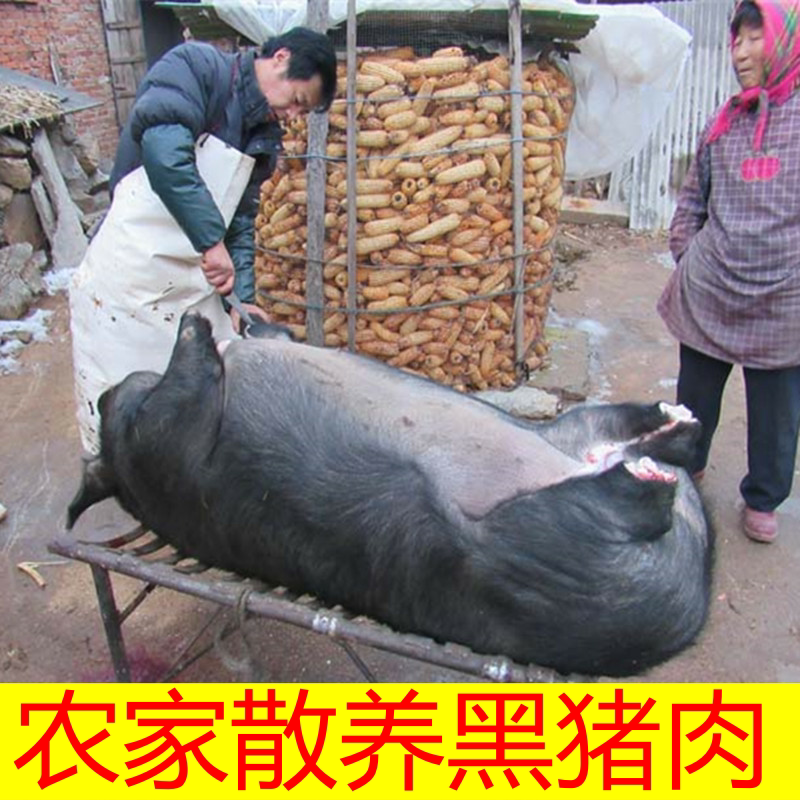 黑猪肉农村猪肉大肥猪