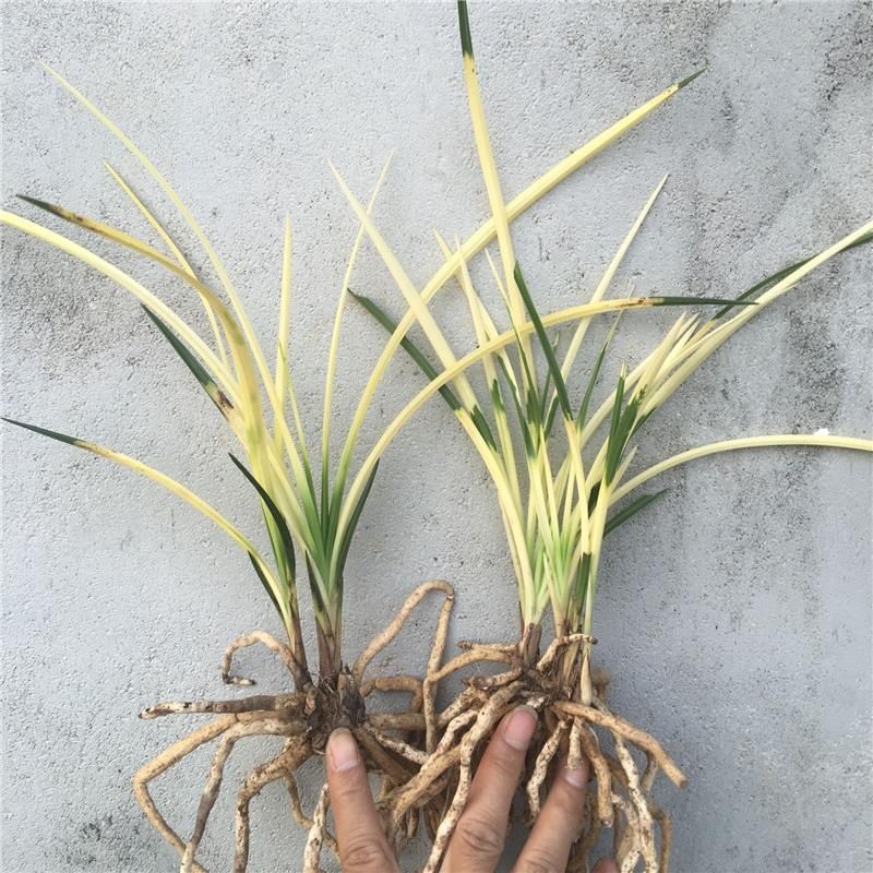 精品兰花苗蕙兰虎斑高等艺草镇店之宝绿植盆栽包邮