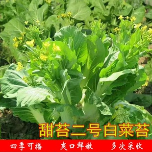 甜苔二号油菜心种子丰产白菜苔芯种四季多采农家菜园阳台蔬菜种植