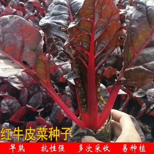 红牛皮菜种籽红叶甜菜莙荙菜菜园红叶蔬菜种子四季农家阳台播种植