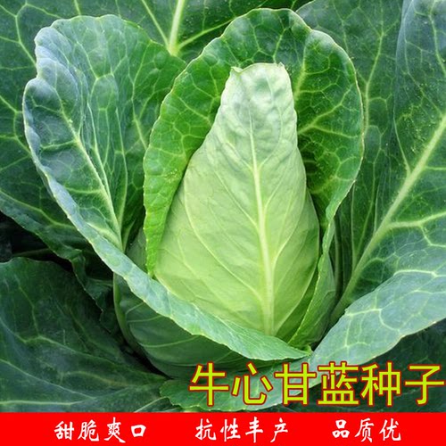 牛心甘蓝种子丰产脆甜春秋农家