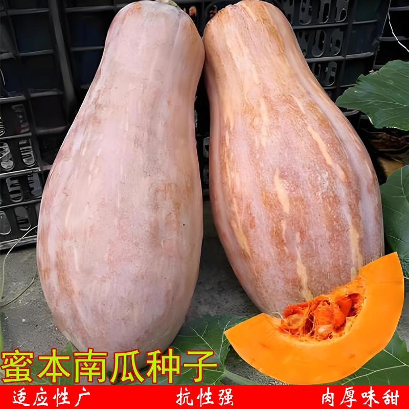蜜本南瓜种子特大肉厚粉面南瓜秧苗田园庭院爬藤瓜苗四季蔬菜籽孑