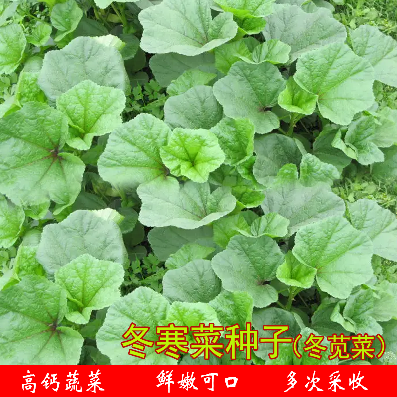 冬寒菜种籽马蹄农家四季丰产盆栽