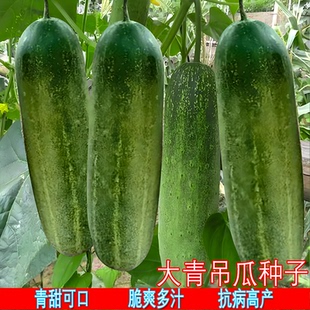 花青大吊瓜种子春秋季大青瓜秧苗耐热旱黄瓜种籽阳台盆栽蔬菜籽孑
