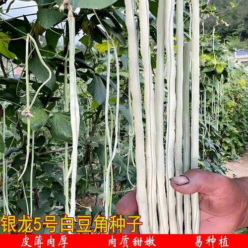 银龙五号白豇豆种子苗白条长豆角籽秧苗春秋四季农家早熟丰产籽孑