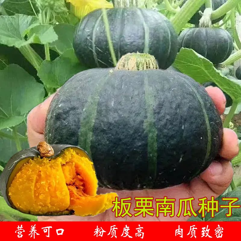 板栗南瓜丰产农家菜园四季