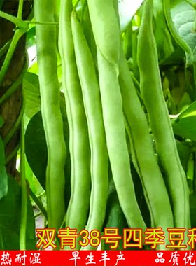 双青38号四季豆种子厚肉芸豆菜豆架豆刀豆肉豆农家庭院蔬菜籽种植