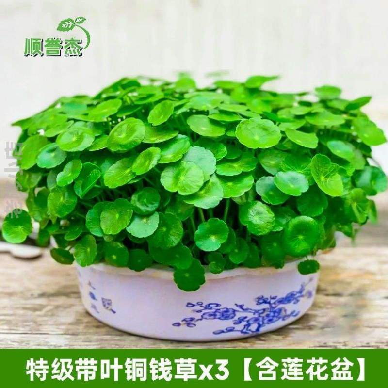 水仙.招财草园艺摆件室内铜钱碗莲绿植桌面家居通用花卉创意盆栽