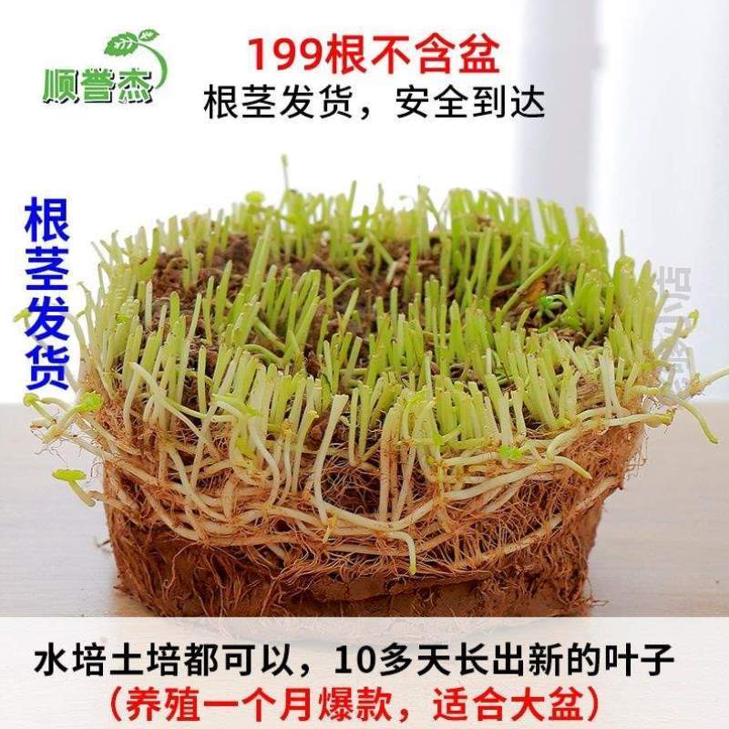 园艺培植水仙桌栽花创意睡莲简约甲醛...