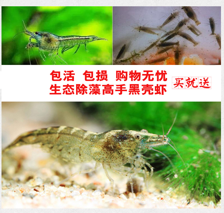 黑壳虾除藻虾水族小型虾观赏虾清洁虾活体饲料工具虾草缸淡水造景