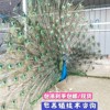 Blue Peacock seedling Peacock living Eggs can hatch Peacock be fertilized Pet birds Watch Package live