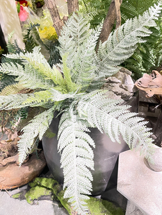 铁线蕨波斯草排草植物墙配材插花装饰山草仿真草波士顿蕨羊齿蕨草