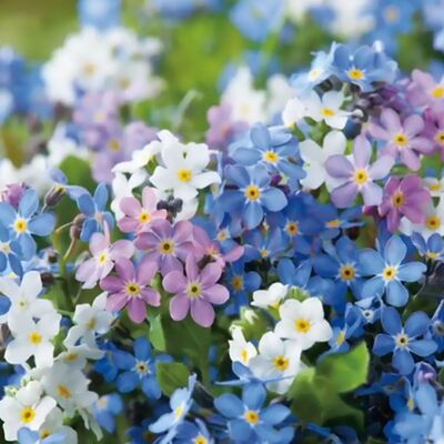 勿忘草花种子四季易种花籽宿根多年生勿忘我庭院阳台盆栽花卉种子