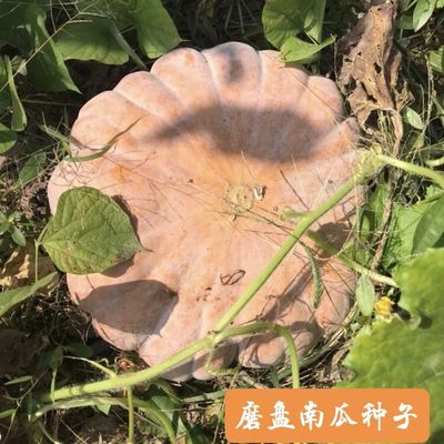 农家磨盘南瓜种子苗  南瓜蔬菜种子苗  老种子土种子可留种甜又面