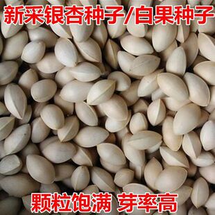 银杏树种子白果庭院园林绿化苗木行道树金叶银杏种籽南方北方种植