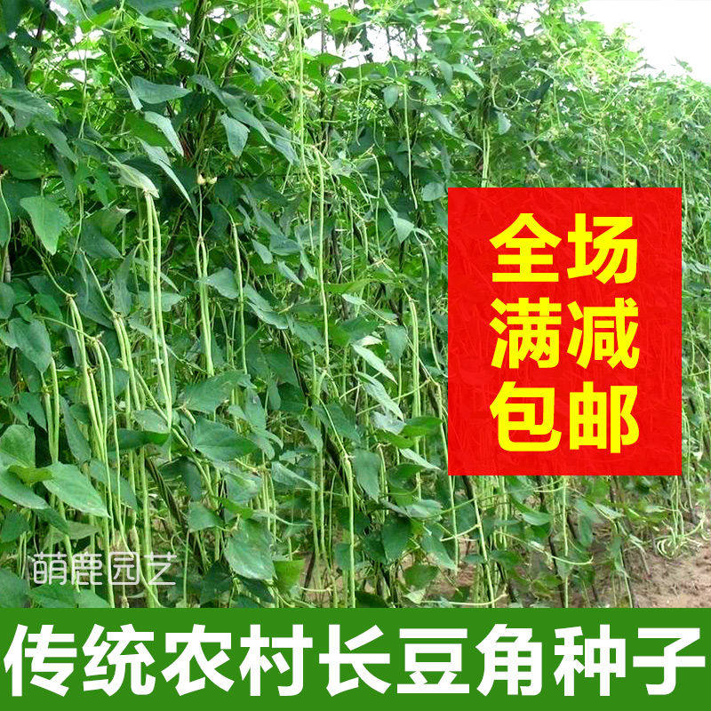 豆角种籽大全子种子四季豆种孑豇家庭园艺种子